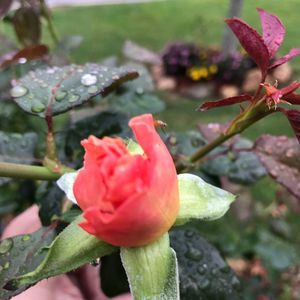 Meet your Posher, Beverly